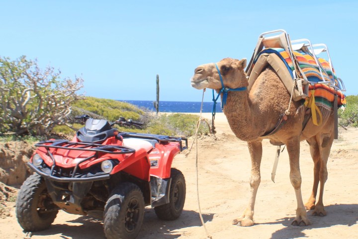 Camel with saddle beside a red ATV in a desert landscape.