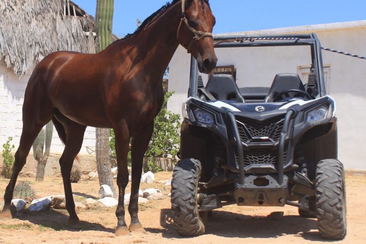 Brown horse standing next to an off-road vehicle with a cactus and hut in the background.
