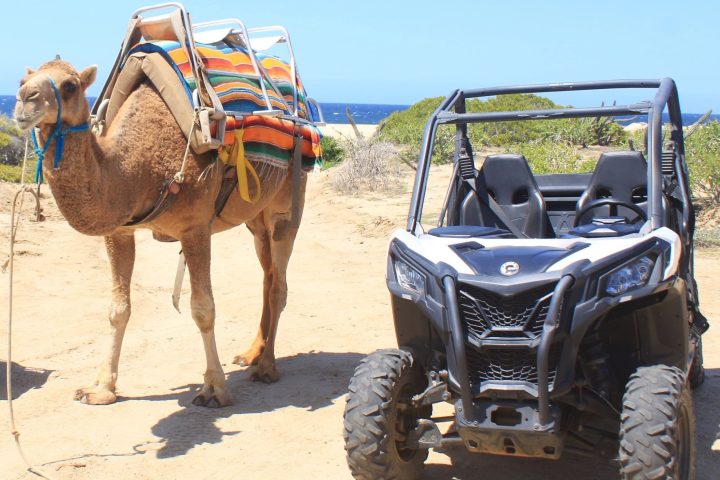 Camel with colorful blanket next to a parked off-road vehicle on a sandy path.