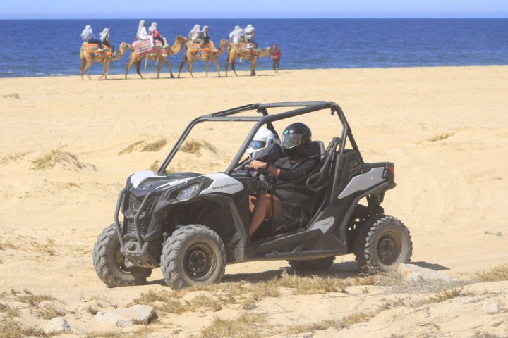 Two people in an ATV on a sandy beach with camels in the background near the ocean.